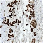 Merck Anti-LOXL3 antibody produced in rabbit