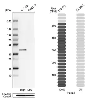 Merck Anti-FSTL1 antibody produced in rabbit