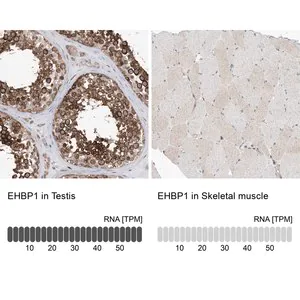 Merck Anti-EHBP1 antibody produced in rabbit