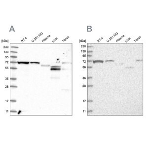 Merck Anti-SLC25A12 antibody produced in rabbit