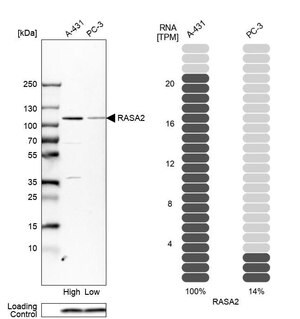 Merck Anti-RASA2 antibody produced in rabbit