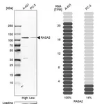Merck Anti-RASA2 antibody produced in rabbit