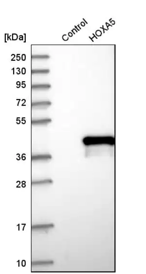 Merck Anti-HOXA5 antibody produced in rabbit