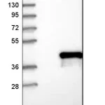 Merck Anti-HOXA5 antibody produced in rabbit