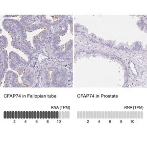 Merck Anti-CFAP74 antibody produced in rabbit