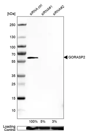 Merck Anti-GORASP2 antibody produced in rabbit