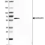 Merck Anti-GORASP2 antibody produced in rabbit