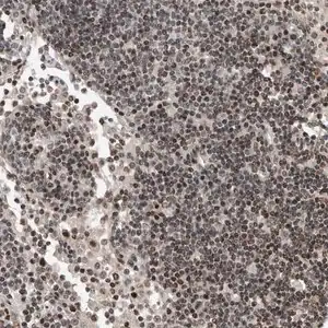 Merck Anti-SNRNP48 antibody produced in rabbit