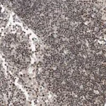 Merck Anti-SNRNP48 antibody produced in rabbit