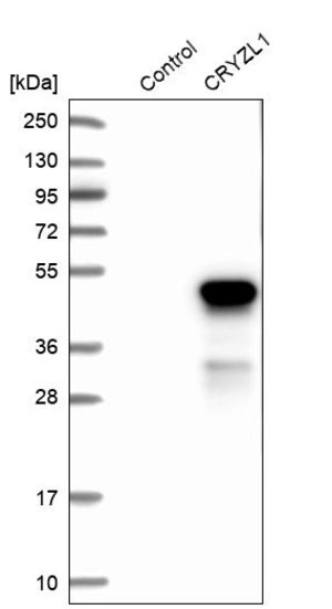 Merck Anti-CRYZL1 antibody produced in rabbit