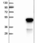 Merck Anti-CRYZL1 antibody produced in rabbit