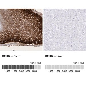 Merck Anti-DMKN antibody produced in rabbit