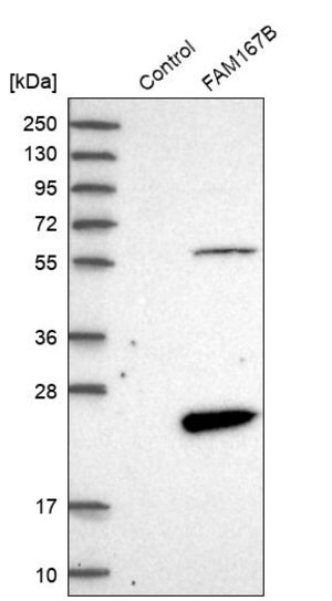 Merck Anti-FAM167B antibody produced in rabbit