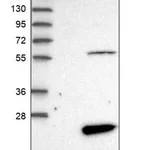Merck Anti-FAM167B antibody produced in rabbit