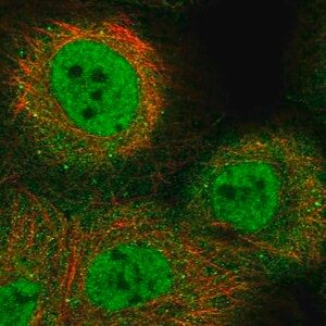 Merck Anti-KLF9 antibody produced in rabbit