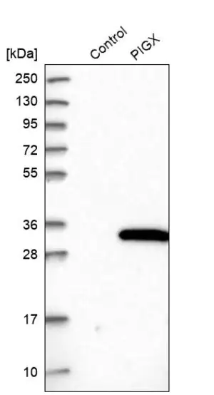 Merck Anti-PIGX antibody produced in rabbit