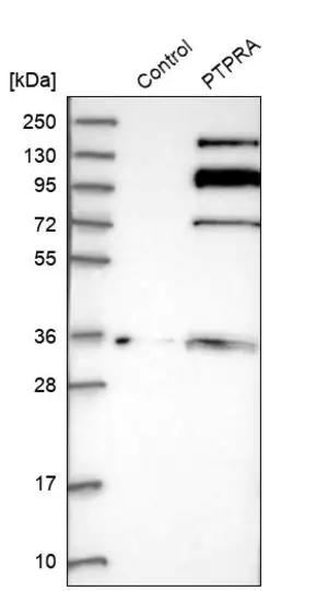 Merck Anti-PTPRA antibody produced in rabbit