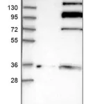 Merck Anti-PTPRA antibody produced in rabbit