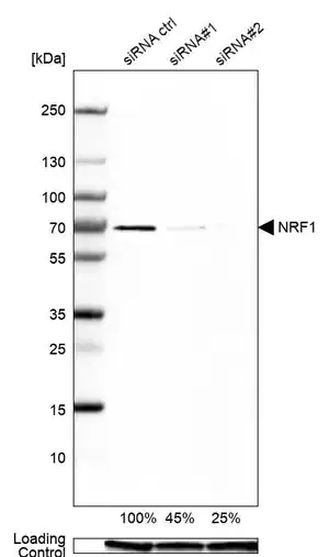 Merck Anti-NRF1 antibody produced in rabbit