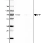 Merck Anti-NRF1 antibody produced in rabbit