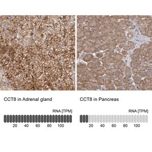 Merck Anti-CCT8 antibody produced in rabbit