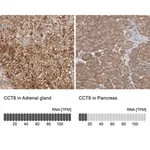 Merck Anti-CCT8 antibody produced in rabbit