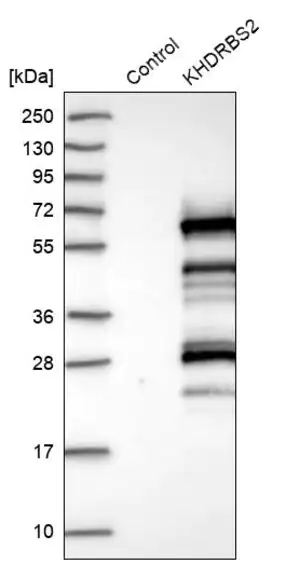 Merck Anti-KHDRBS2 antibody produced in rabbit