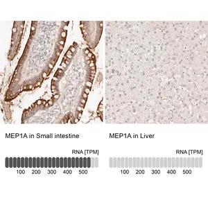 Merck Anti-MEP1A antibody produced in rabbit