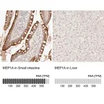 Merck Anti-MEP1A antibody produced in rabbit