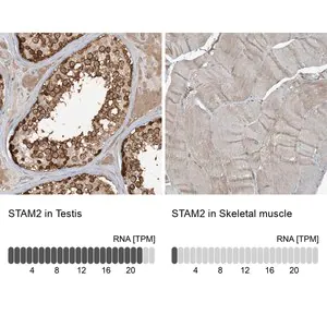 Merck Anti-STAM2 antibody produced in rabbit