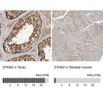 Merck Anti-STAM2 antibody produced in rabbit