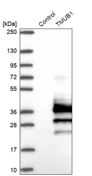 Merck Anti-TMUB1 antibody produced in rabbit