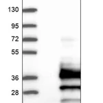 Merck Anti-TMUB1 antibody produced in rabbit