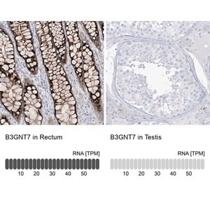 Merck Anti-B3GNT7 antibody produced in rabbit