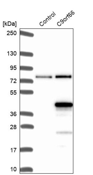 Merck Anti-C9orf66 antibody produced in rabbit