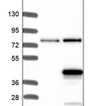 Merck Anti-C9orf66 antibody produced in rabbit
