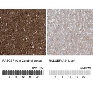 Merck Anti-RASGEF1A antibody produced in rabbit