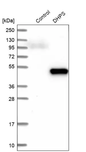 Merck Anti-DHPS antibody produced in rabbit