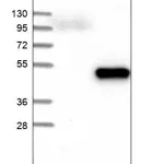 Merck Anti-DHPS antibody produced in rabbit