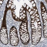 Merck Anti-FAM162A antibody produced in rabbit