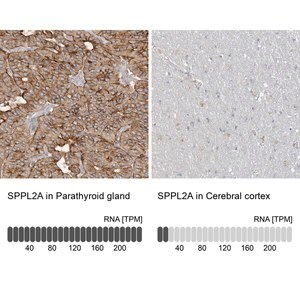 Merck Anti-SPPL2A antibody produced in rabbit