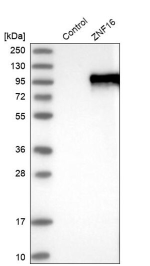 Merck Anti-ZNF16 antibody produced in rabbit