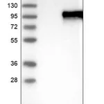 Merck Anti-ZNF16 antibody produced in rabbit