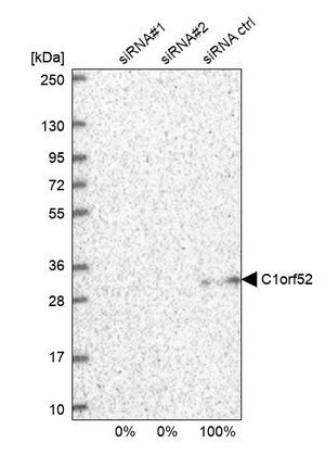 Merck Anti-C1orf52 antibody produced in rabbit