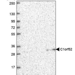 Merck Anti-C1orf52 antibody produced in rabbit