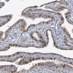 Merck Anti-CDS1 antibody produced in rabbit