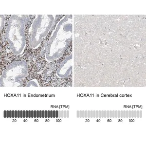 Merck Anti-HOXA11 antibody produced in rabbit
