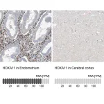 Merck Anti-HOXA11 antibody produced in rabbit