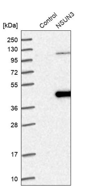 Merck Anti-NSUN3 antibody produced in rabbit