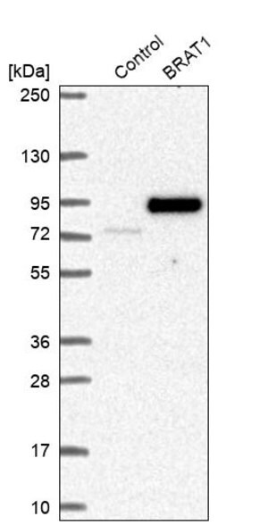 Merck Anti-BRAT1 antibody produced in rabbit